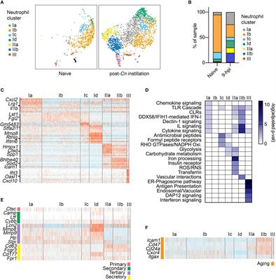 Single-Cell Transcriptional Heterogeneity of Neutrophils During Acute Pulmonary Cryptococcus neoformans Infection